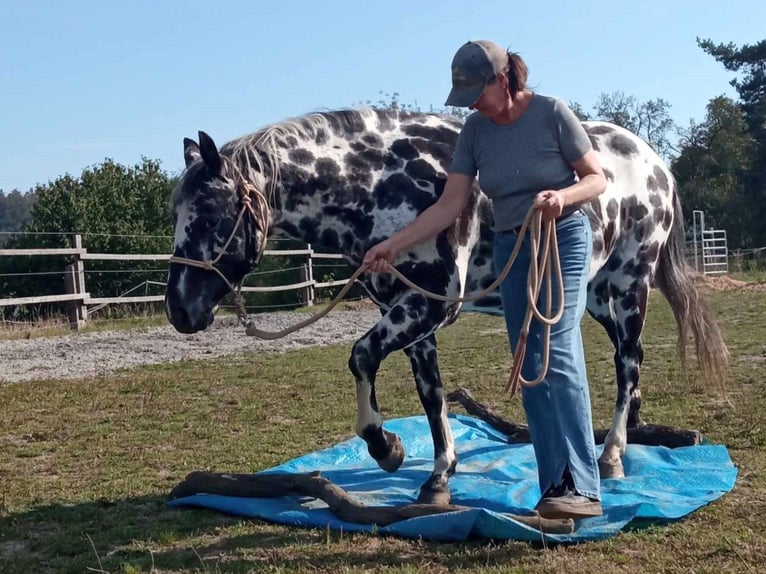 Appaloosa Stute 7 Jahre 148 cm Tigerschecke in Dolní Loučky