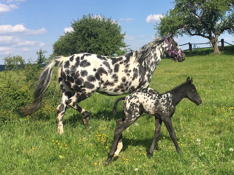 Appaloosa Stute 7 Jahre 148 cm Tigerschecke in Dolní Loučky