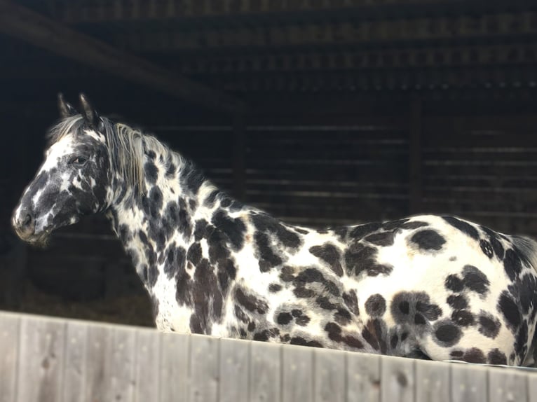 Appaloosa Stute 7 Jahre 148 cm Tigerschecke in Dolní Loučky