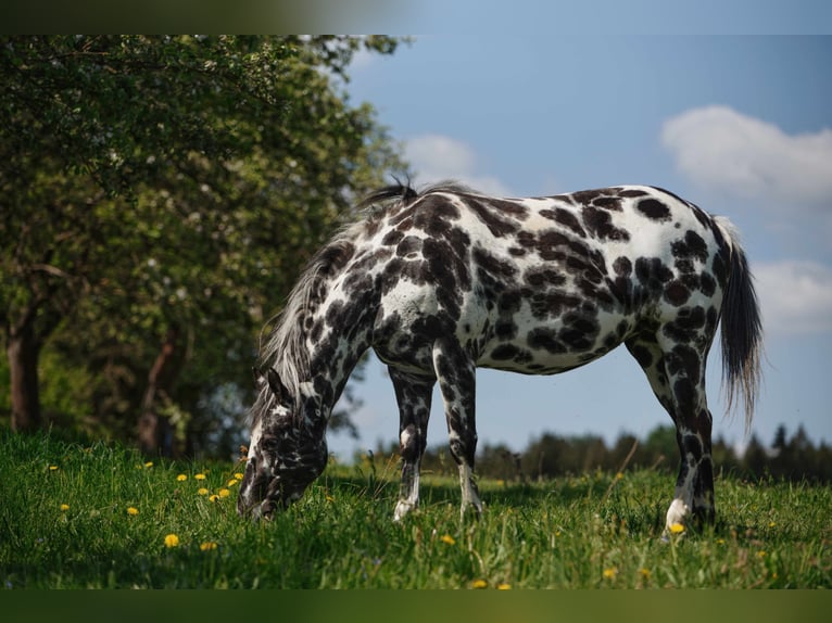 Appaloosa Stute 7 Jahre 148 cm Tigerschecke in Dolní Loučky