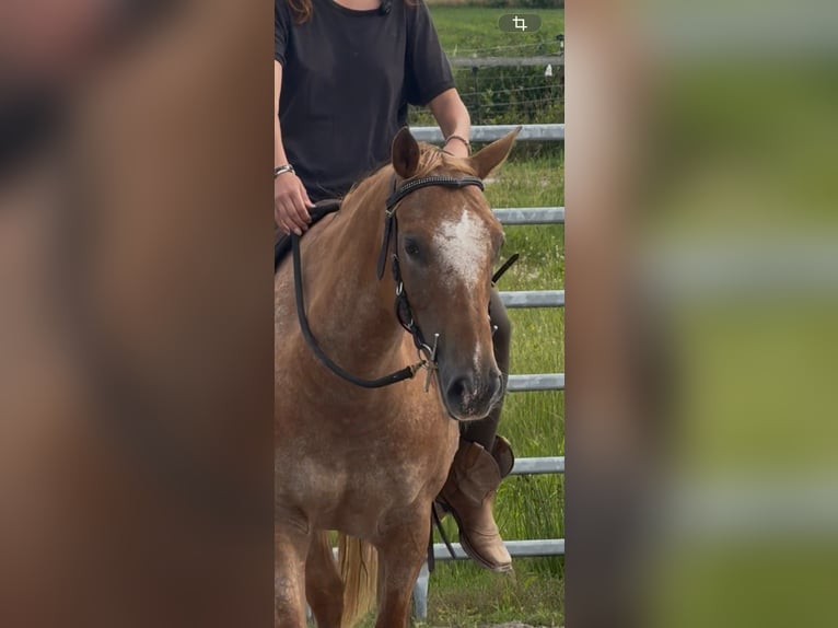Appaloosa Stute 7 Jahre 148 cm Tigerschecke in Leer (Ostfriesland)