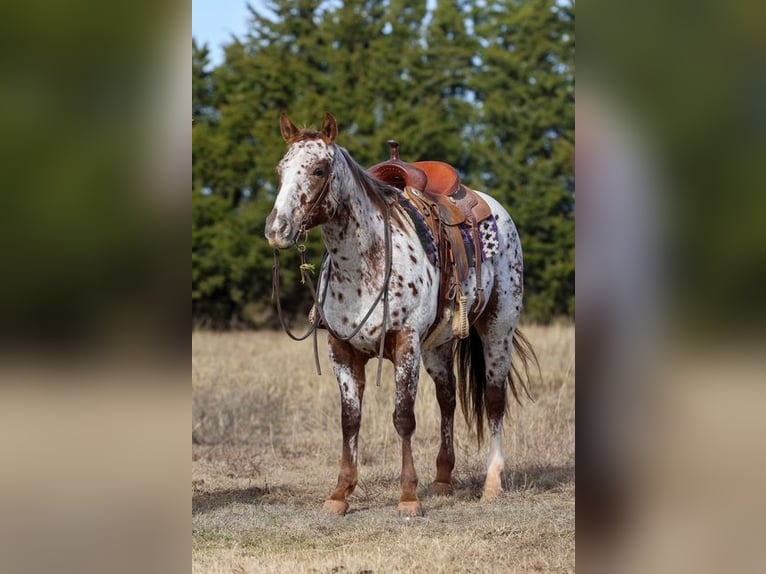 Appaloosa Stute 7 Jahre 150 cm Dunkelfuchs in Perry