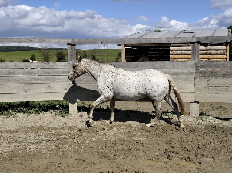 Appaloosa Stute 7 Jahre 150 cm White in Doksy, Česká republika