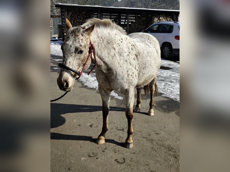 Appaloosa Stute 7 Jahre 150 cm White in Doksy, Česká republika