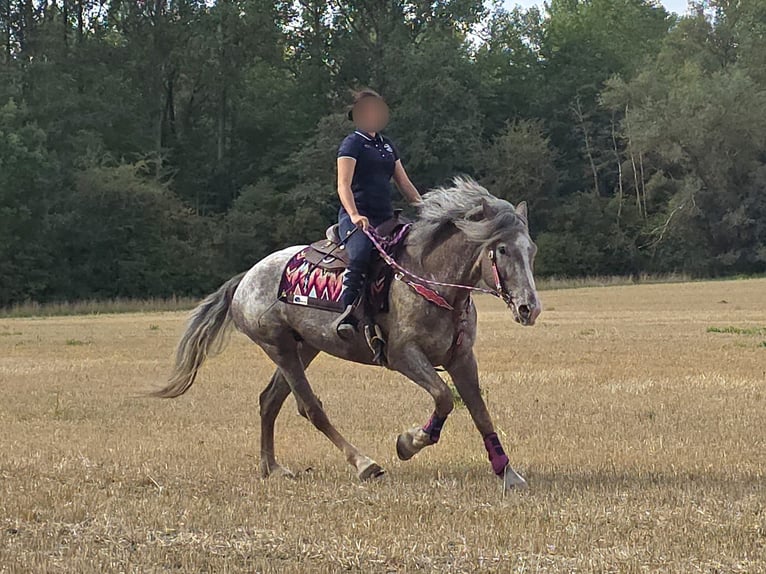 Appaloosa Mix Stute 7 Jahre 155 cm Tigerschecke in Linkenbach