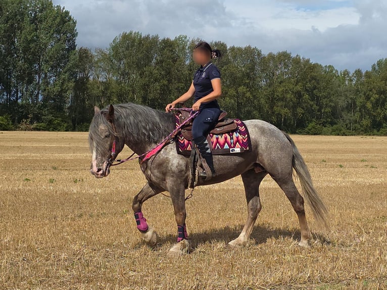 Appaloosa Mix Stute 7 Jahre 155 cm Tigerschecke in Linkenbach