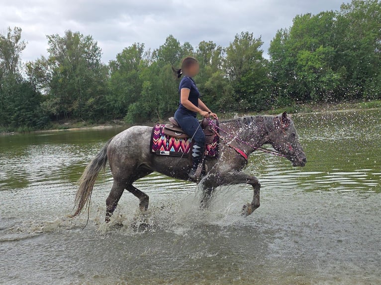 Appaloosa Mix Stute 7 Jahre 155 cm Tigerschecke in Linkenbach