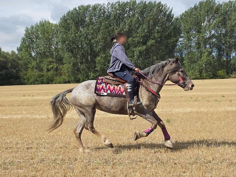 Appaloosa Mix Stute 7 Jahre 155 cm Tigerschecke in Linkenbach