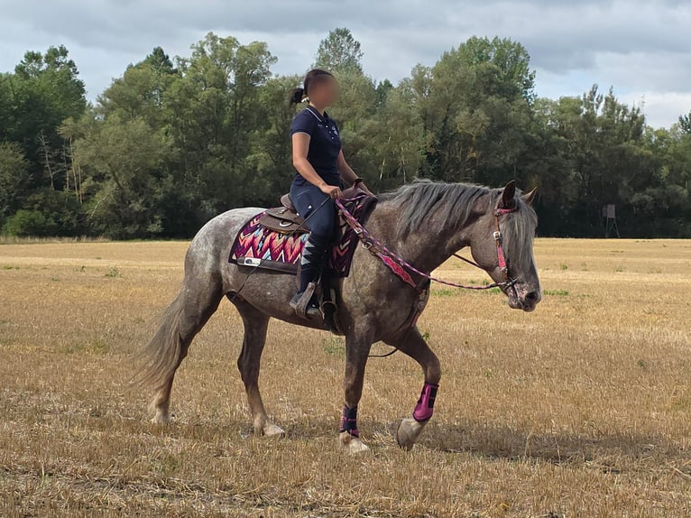Appaloosa Mix Stute 7 Jahre 155 cm Tigerschecke in Linkenbach