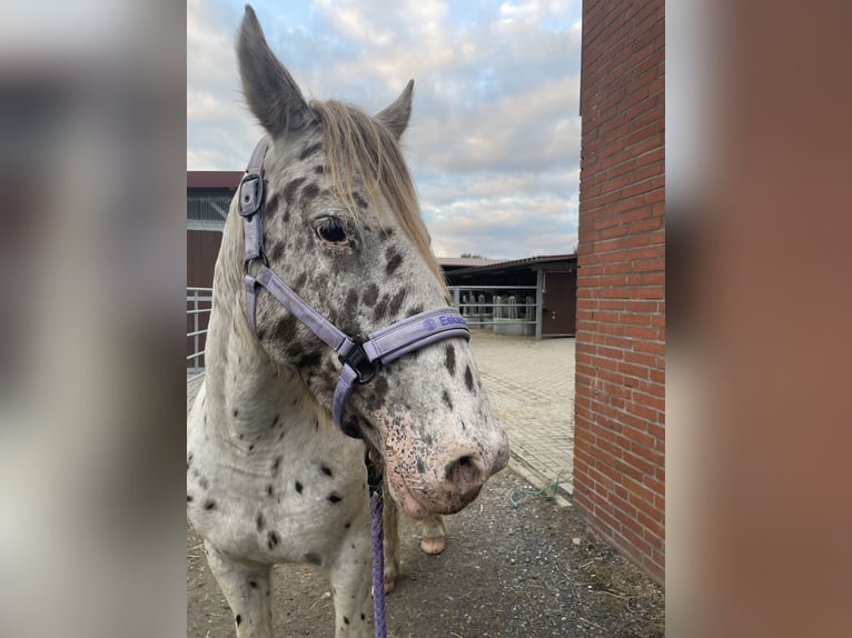 Appaloosa Mix Stute 7 Jahre 156 cm Tigerschecke in H&#xFC;nxe