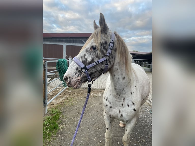 Appaloosa Mix Stute 7 Jahre 156 cm Tigerschecke in H&#xFC;nxe