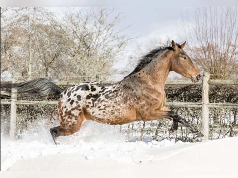 Appaloosa Stute 7 Jahre 164 cm Tigerschecke in Lutjegast