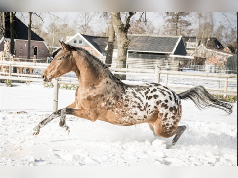 Appaloosa Stute 7 Jahre 164 cm Tigerschecke in Lutjegast