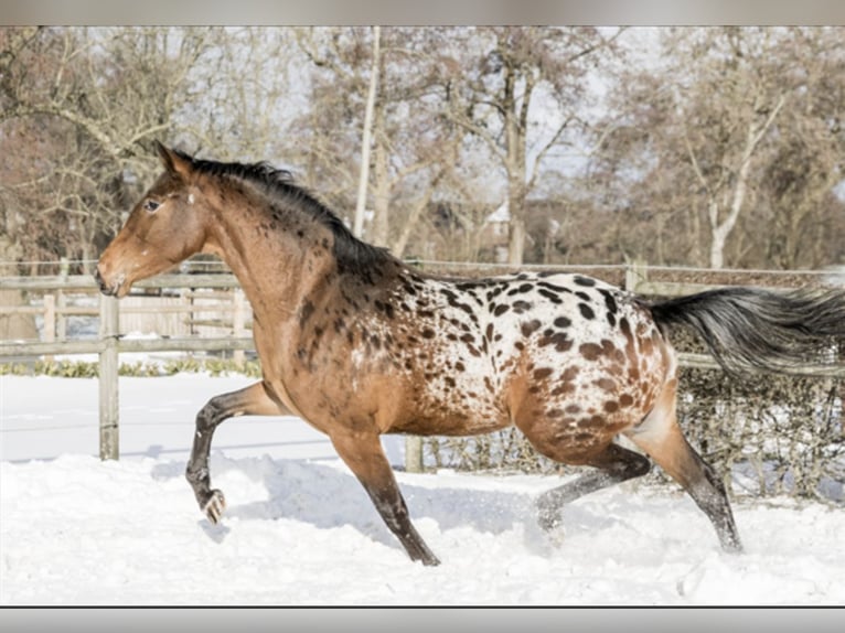 Appaloosa Stute 7 Jahre 164 cm Tigerschecke in Lutjegast