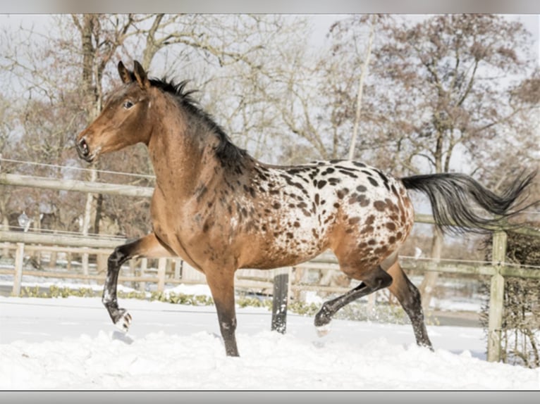 Appaloosa Stute 7 Jahre 164 cm Tigerschecke in Lutjegast