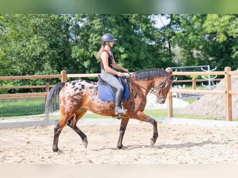 Appaloosa Stute 7 Jahre 164 cm Tigerschecke in Lutjegast