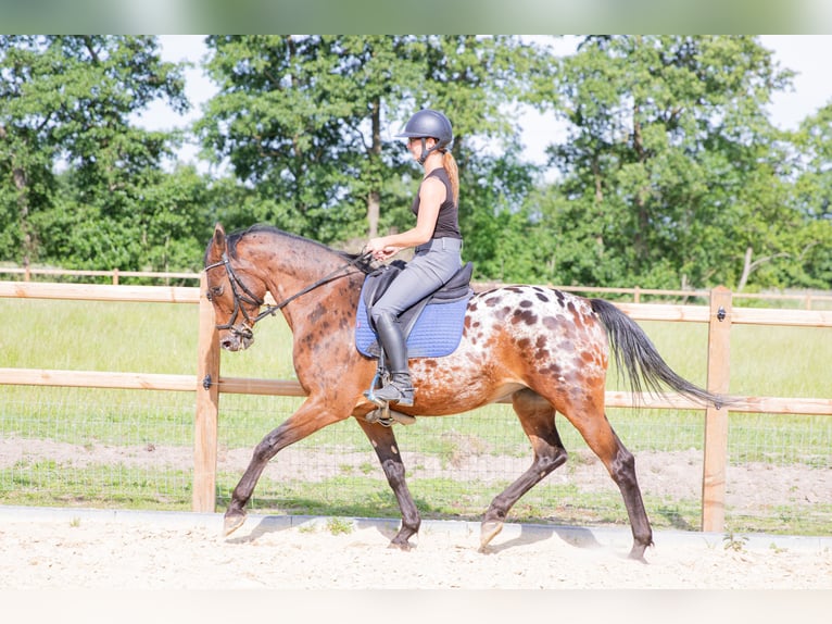 Appaloosa Stute 7 Jahre 164 cm Tigerschecke in Lutjegast