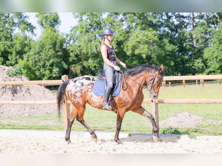 Appaloosa Stute 7 Jahre 164 cm Tigerschecke in Lutjegast