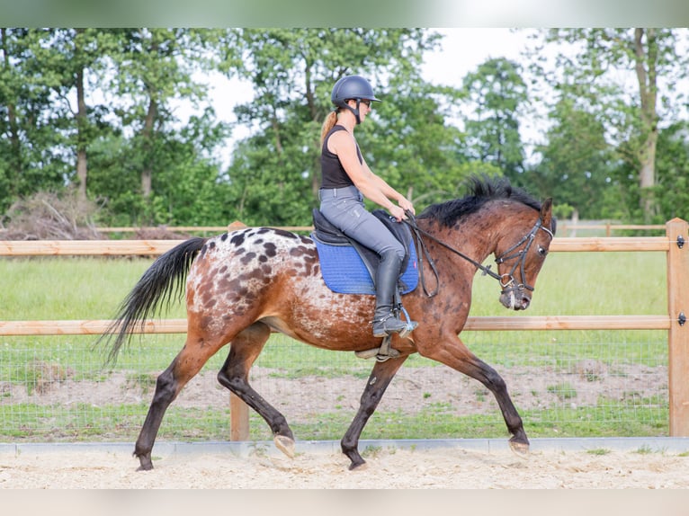 Appaloosa Stute 7 Jahre 164 cm Tigerschecke in Lutjegast