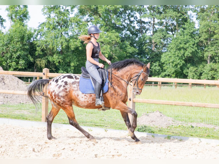 Appaloosa Stute 7 Jahre 164 cm Tigerschecke in Lutjegast