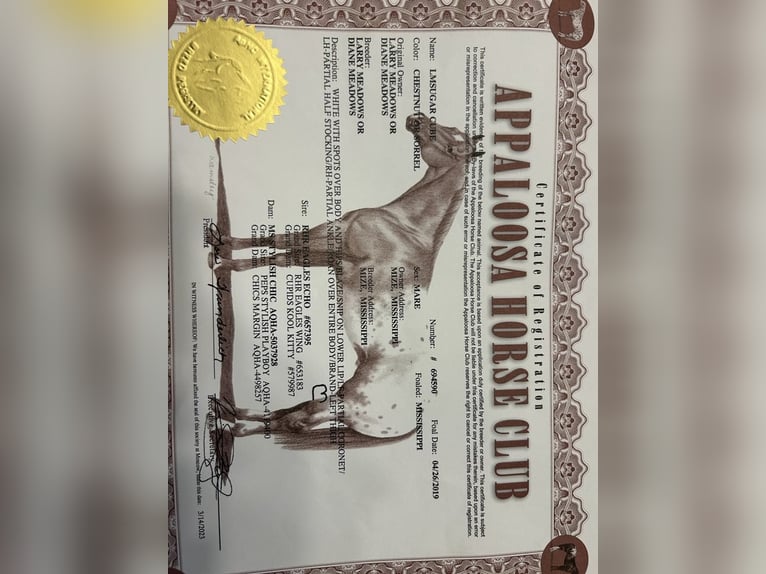 Appaloosa Stute 7 Jahre Roan-Red in Guthrie OK