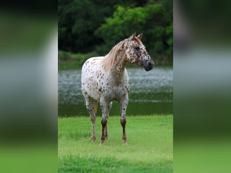 Appaloosa Stute 7 Jahre Rotfuchs in Forney