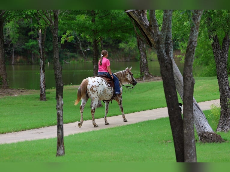 Appaloosa Stute 7 Jahre Rotfuchs in Forney