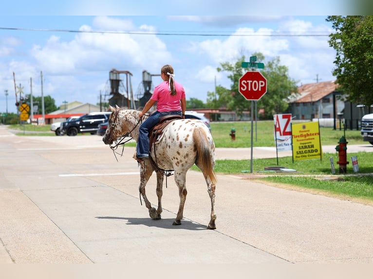 Appaloosa Stute 7 Jahre Rotfuchs in Forney