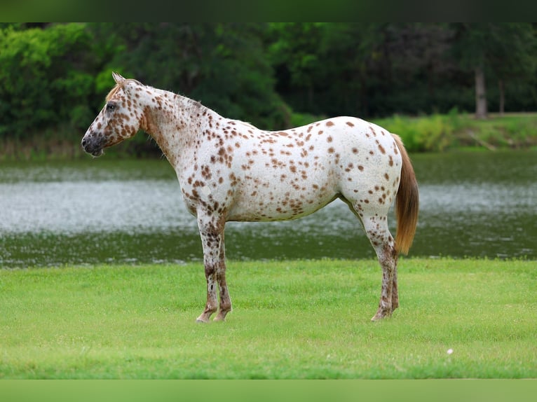 Appaloosa Stute 7 Jahre Rotfuchs in Forney