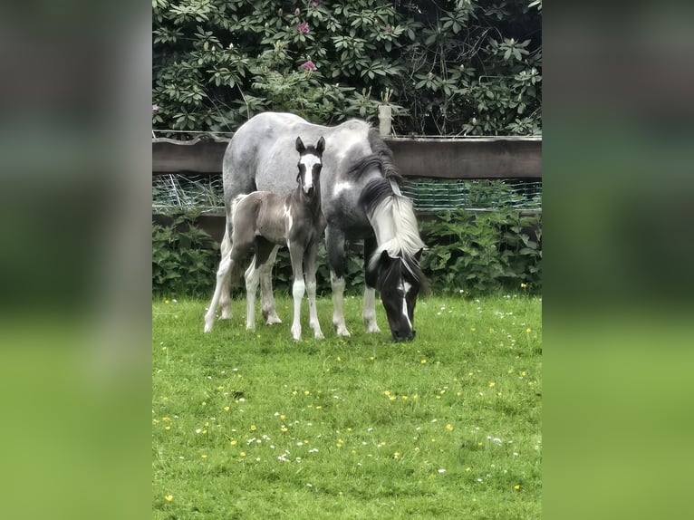 Appaloosa Mix Stute 8 Jahre 125 cm Roan-Blue in Wittmund