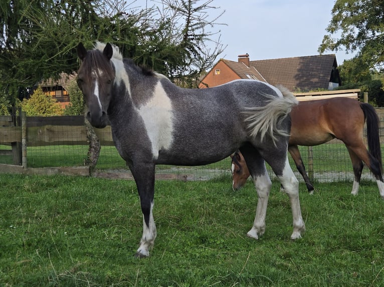 Appaloosa Mix Stute 8 Jahre 125 cm Roan-Blue in Wittmund
