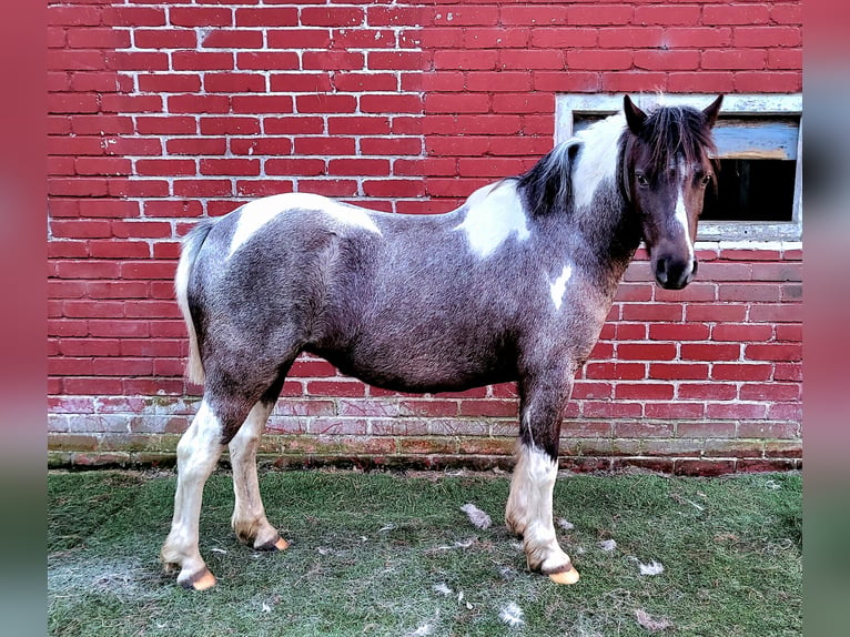 Appaloosa Mix Stute 8 Jahre 125 cm Roan-Blue in Wittmund