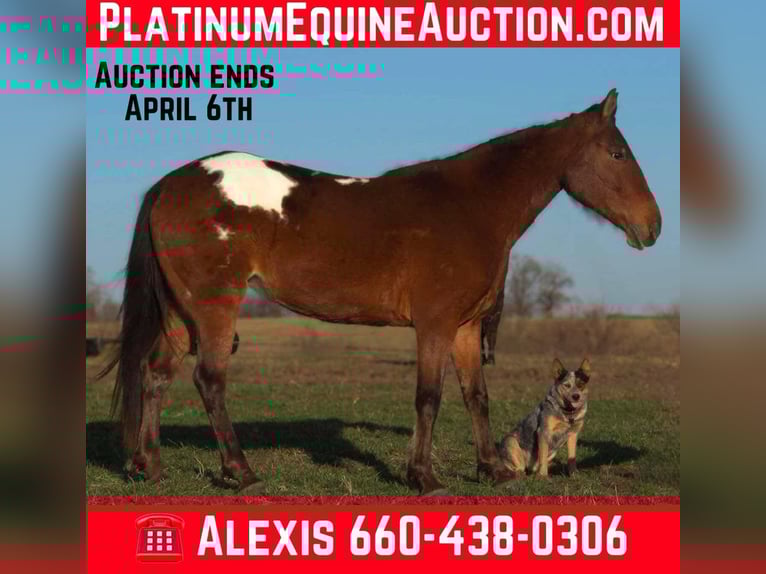 Appaloosa Stute 8 Jahre 137 cm Rotbrauner in Camp Cole, MO