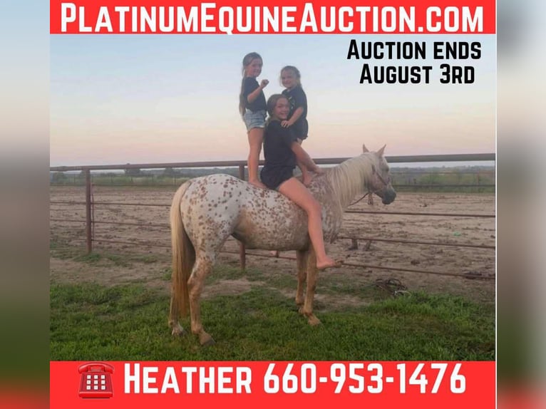 Appaloosa Stute 8 Jahre 145 cm Palomino in Princeton MO
