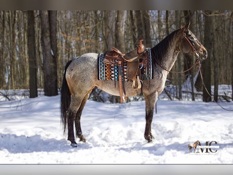 Appaloosa Stute 8 Jahre 147 cm Roan-Bay in North Bloomfield