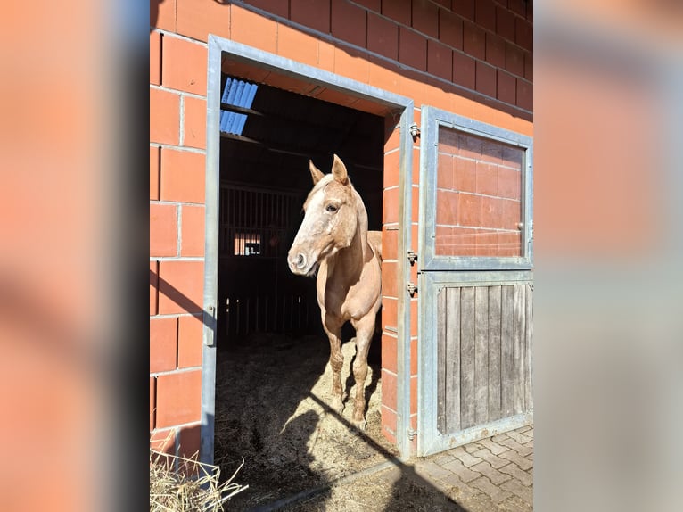 Appaloosa Stute 8 Jahre 147 cm  in Lindlar