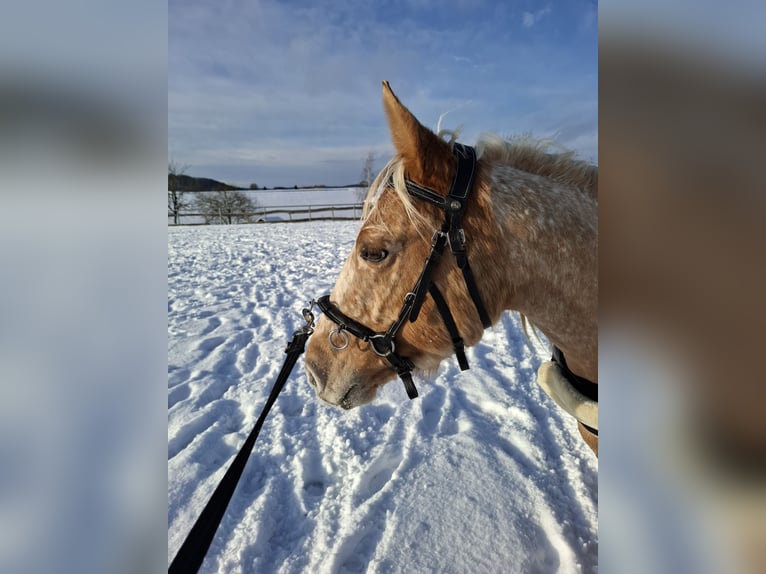 Appaloosa Stute 8 Jahre 147 cm  in Lindlar