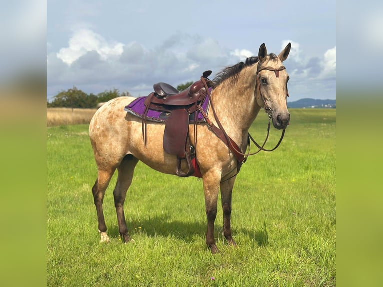 Appaloosa Stute 8 Jahre 149 cm Buckskin in Blankenheim