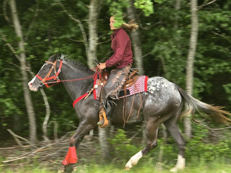 Appaloosa Stute 8 Jahre 151 cm Tigerschecke in Linkenbach