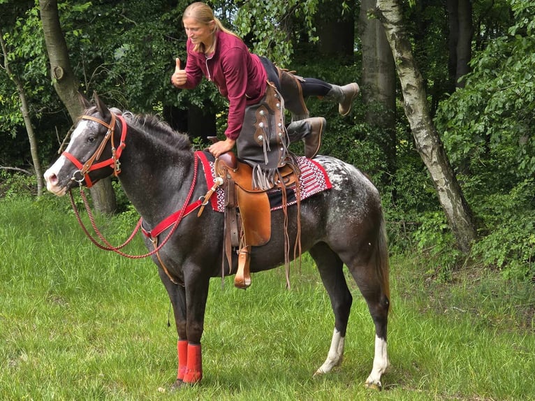 Appaloosa Stute 8 Jahre 151 cm Tigerschecke in Linkenbach