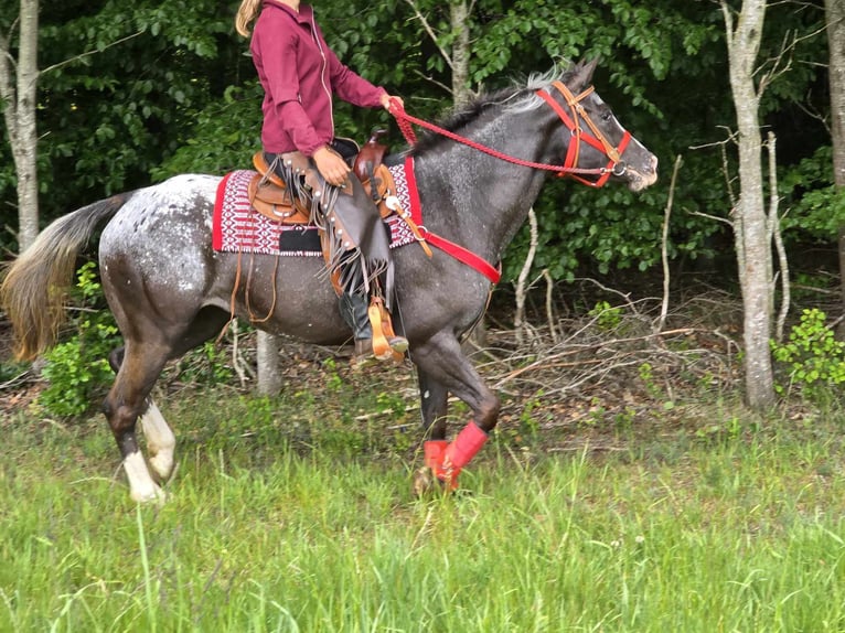 Appaloosa Stute 8 Jahre 151 cm Tigerschecke in Linkenbach