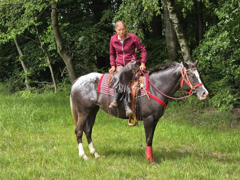Appaloosa Stute 8 Jahre 151 cm Tigerschecke in Linkenbach