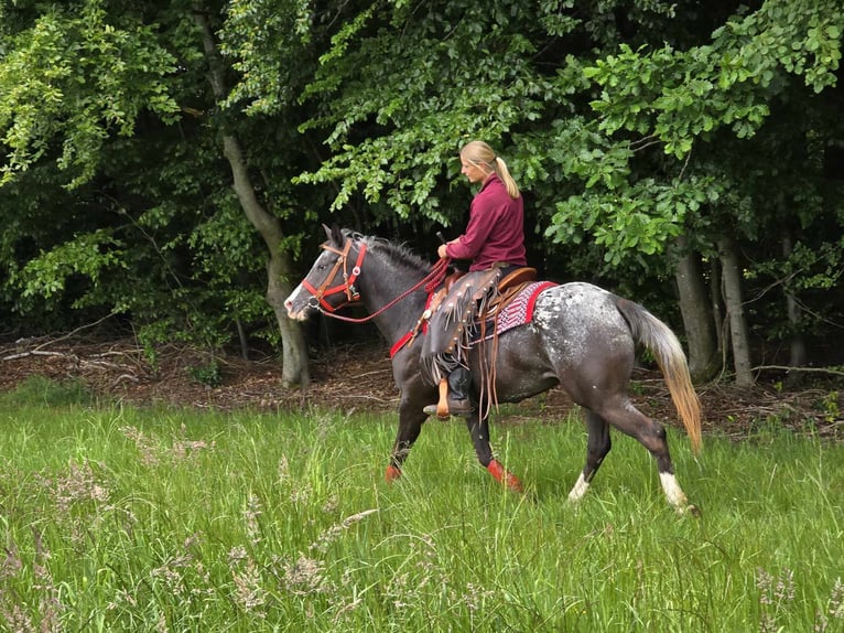 Appaloosa Stute 8 Jahre 151 cm Tigerschecke in Linkenbach