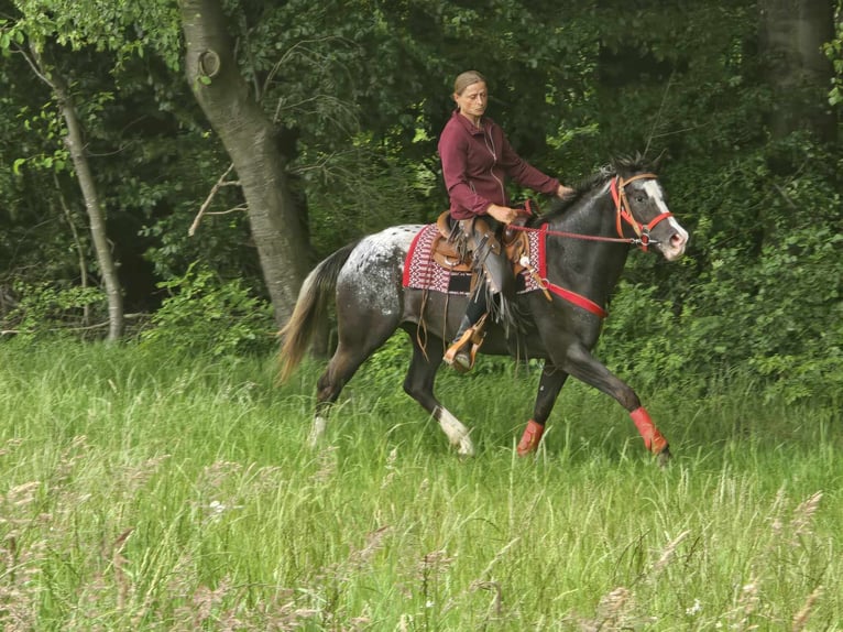 Appaloosa Stute 8 Jahre 151 cm Tigerschecke in Linkenbach
