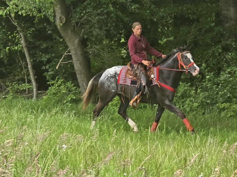 Appaloosa Stute 8 Jahre 151 cm Tigerschecke in Linkenbach
