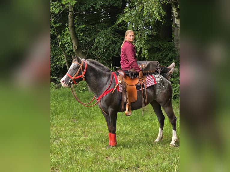 Appaloosa Stute 8 Jahre 151 cm Tigerschecke in Linkenbach