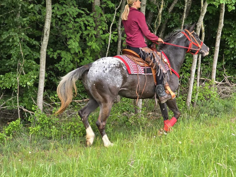 Appaloosa Stute 8 Jahre 151 cm Tigerschecke in Linkenbach
