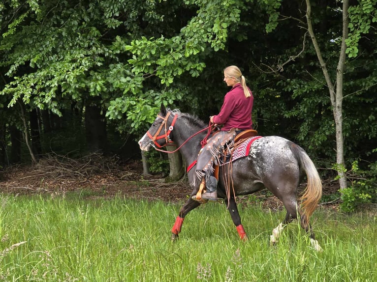 Appaloosa Stute 8 Jahre 151 cm Tigerschecke in Linkenbach