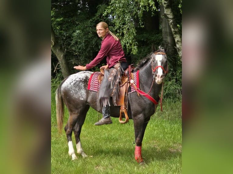 Appaloosa Stute 8 Jahre 151 cm Tigerschecke in Linkenbach
