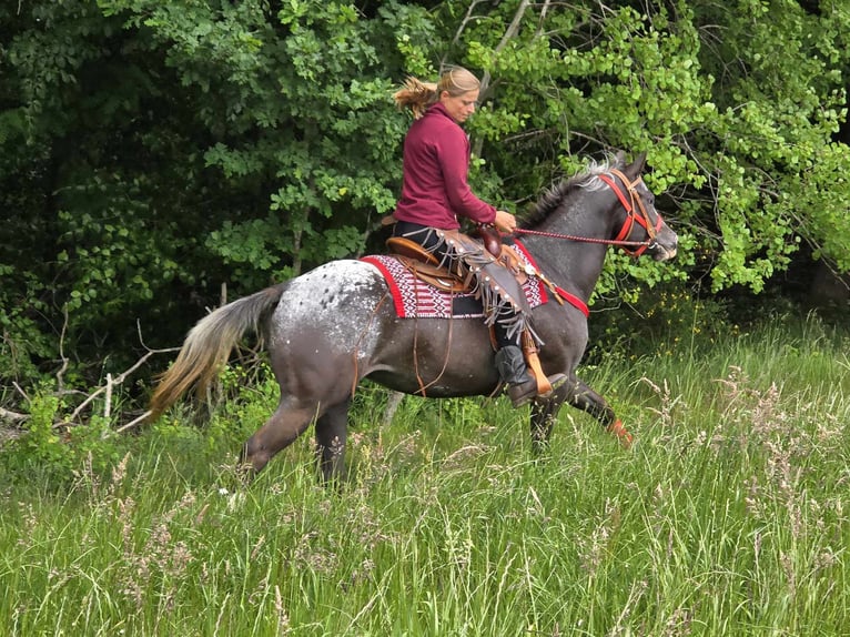 Appaloosa Stute 8 Jahre 151 cm Tigerschecke in Linkenbach